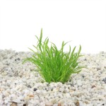 Lileaopsis Novae-zelandiae