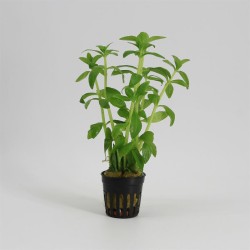 Limnophila Aromatica Groen