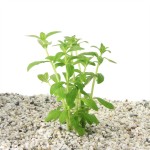 Limnophila Aromatica Groen