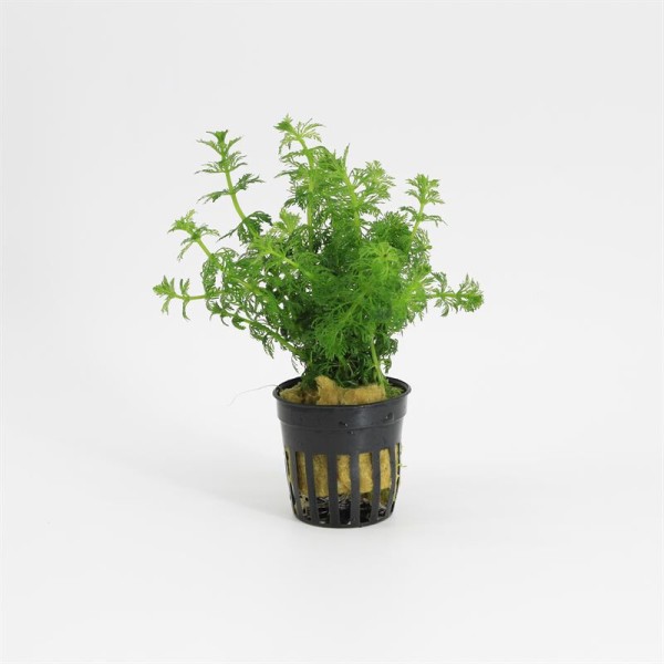 Limnophila Sessiliflora