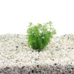 Limnophila Sessiliflora