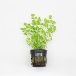 Lindernia Rotundifolia Variegated