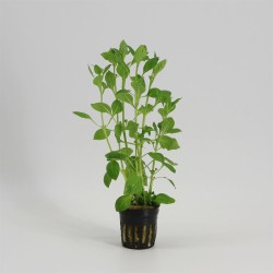 Ludwigia Palustris Groen