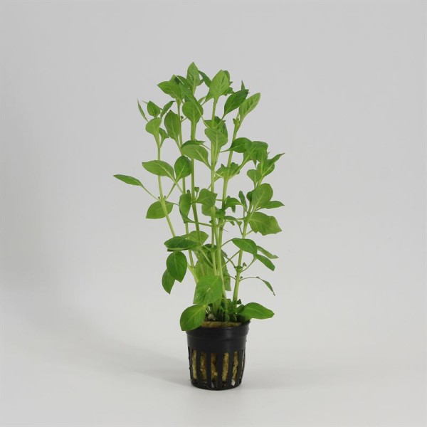 Ludwigia Palustris Groen