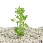 Ludwigia Palustris Groen