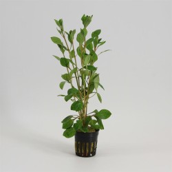 Ludwigia Palustris Rood