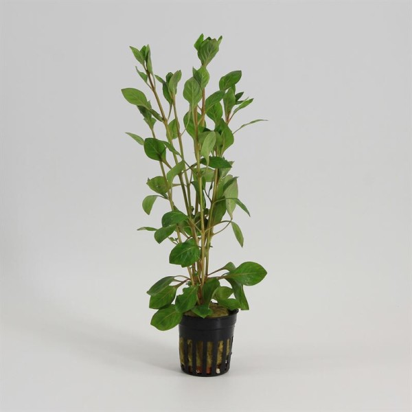 Ludwigia Palustris Rood