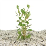 Ludwigia Palustris Rood