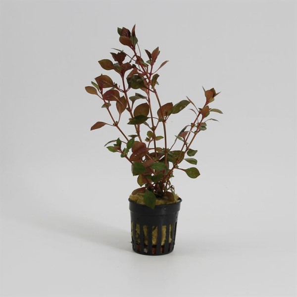 Ludwigia Repens Super Red