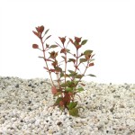 Ludwigia Repens Super Red