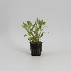 Ludwigia Special White