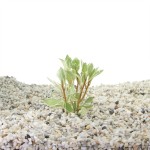 Ludwigia Special White