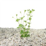 Lysimachia Nummularia