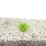 Micranthemum Micrantemoides