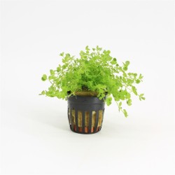 Micranthemum Umbrosum