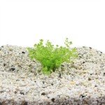 Micranthemum Umbrosum