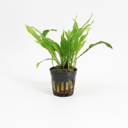 Microsorum Narrow Leaf