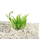 Microsorum Narrow Leaf