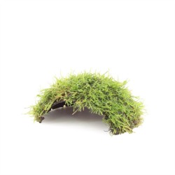 1 Gaats Kokosnoot met Javamos