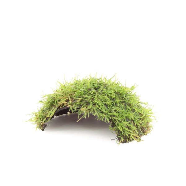 1 Gaats Kokosnoot met Javamos