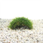 1 Gaats Kokosnoot met Javamos