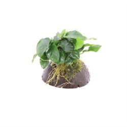 1/2 Kokosnoot met Anubias