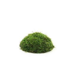 1/2 Kokosnoot met Javamos