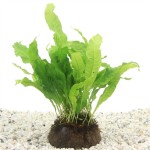 1/2 Kokosnoot met Microsorum Pteropus