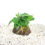 1/2 Kokosnoot met Anubias