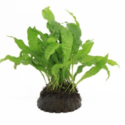 1/2 Kokosnoot met Microsorum Pteropus