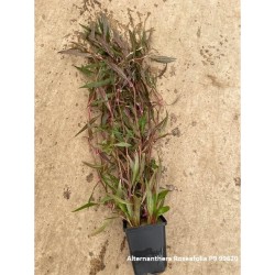 Alternanthera Roseafolia Moederplant
