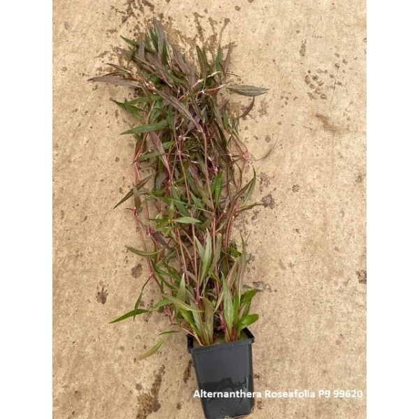 Alternanthera Roseafolia Moederplant
