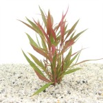 Alternanthera Roseafolia Moederplant