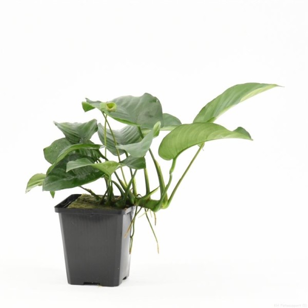 Anubias Barteri Moederplant