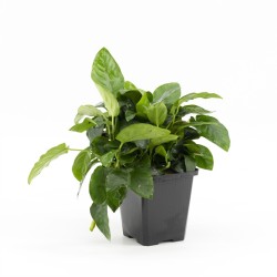 Anubias Nana Moederplant