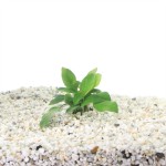 Anubias Nana Moederplant