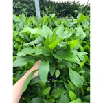 Echinodorus Argentinensis Moederplant