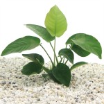 Anubias Barteri Moederplant