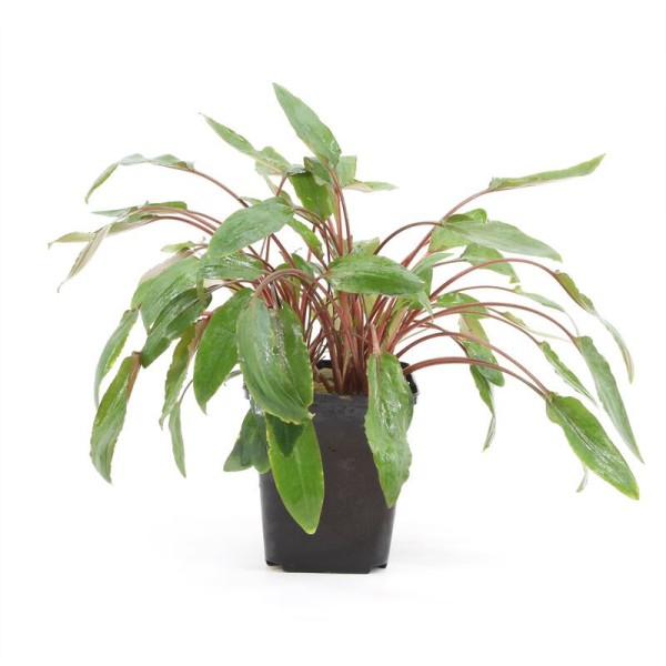 Cryptocoryne Mix Moederplant
