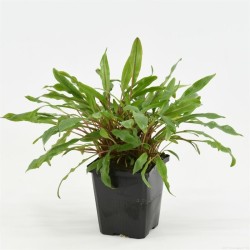 Cryptocoryne Undulatus Moederplant