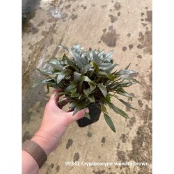 Cryptocoryne Wendtii Bruin Moederplant