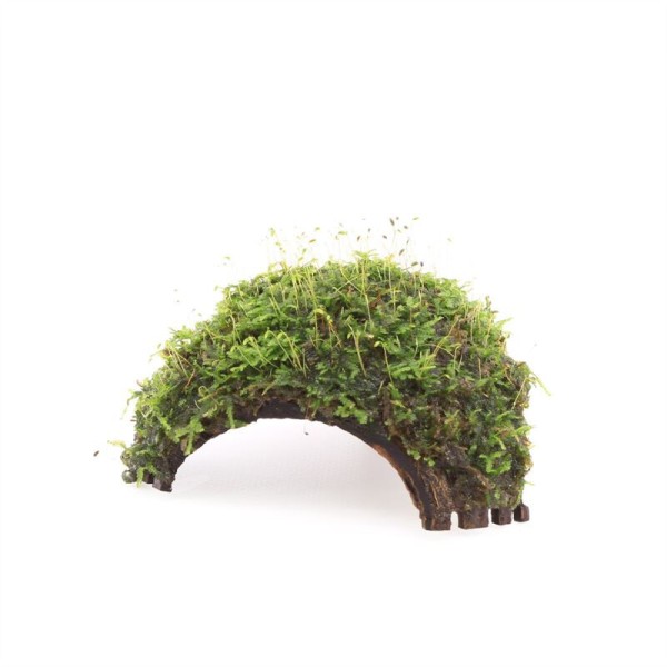 Driegaats Kokosnoot Met Javamos