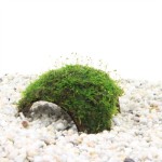 Driegaats Kokosnoot Met Javamos