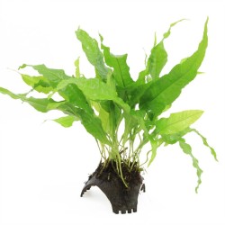 Driegaats Kokosnoot met Microsorum Pteropus