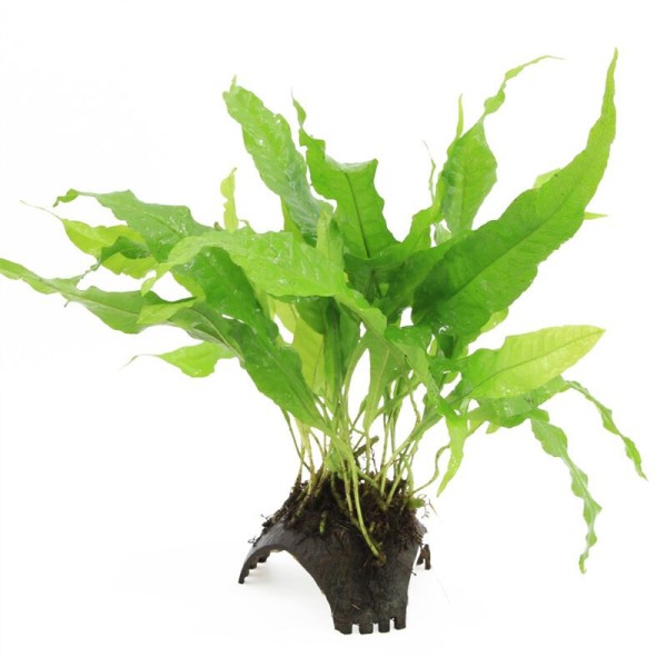 Driegaats Kokosnoot met Microsorum Pteropus