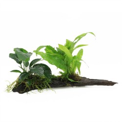Driftwood Large Met 3 Planten