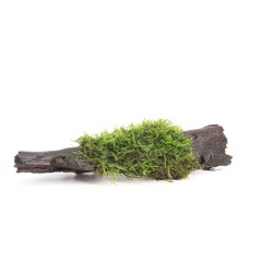 Driftwood Small Met Vesicularia Dubyana