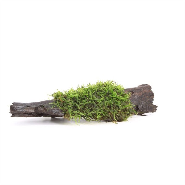 Driftwood Small Met Vesicularia Dubyana