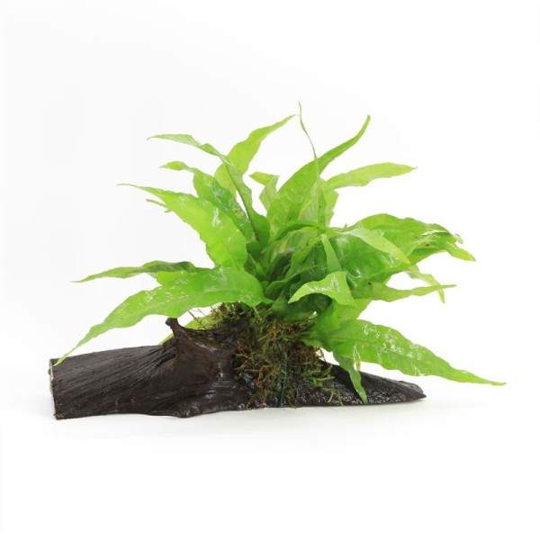 Driftwood Medium Met Microsorum Pteropus