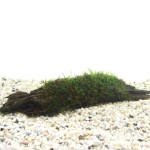 Driftwood Medium Met Vesicularia Dubyana